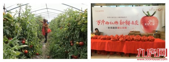 世茂云城:帮扶泉港滞销农户 万斤西红柿爱心派送——九房网 世茂云城:帮扶泉港滞销农户 万斤西红柿爱心派送——九房网