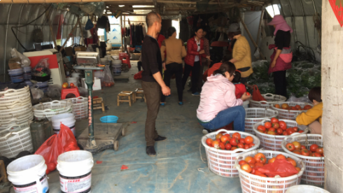 世茂云城:帮扶泉港滞销农户 万斤西红柿爱心派送——九房网 世茂云城:帮扶泉港滞销农户 万斤西红柿爱心派送——九房网