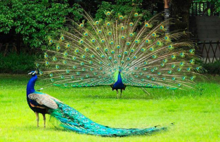 据说每年有1500多万人都去这里,只为看一眼它——九房网 据说每年有1500多万人都去这里,只为看一眼它——九房网