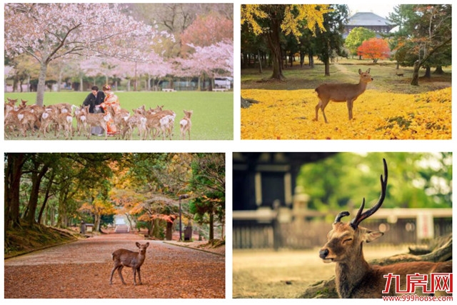 据说每年有1500多万人都去这里,只为看一眼它——九房网 据说每年有1500多万人都去这里,只为看一眼它——九房网