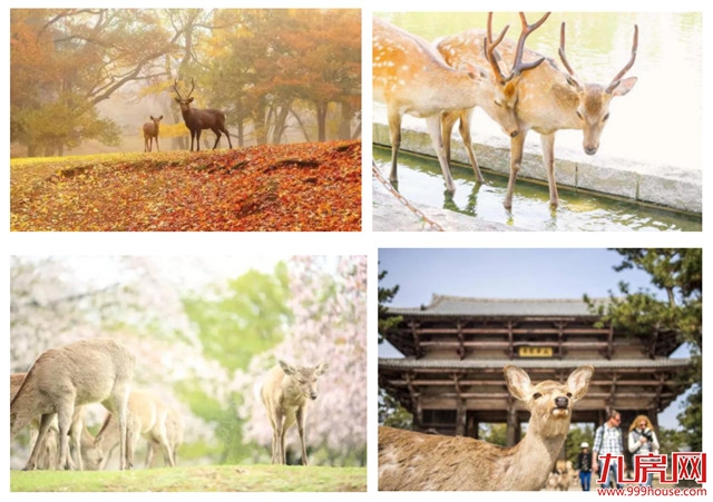 据说每年有1500多万人都去这里,只为看一眼它——九房网 据说每年有1500多万人都去这里,只为看一眼它——九房网