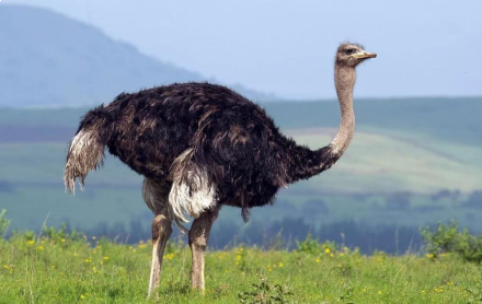 据说每年有1500多万人都去这里,只为看一眼它——九房网 据说每年有1500多万人都去这里,只为看一眼它——九房网