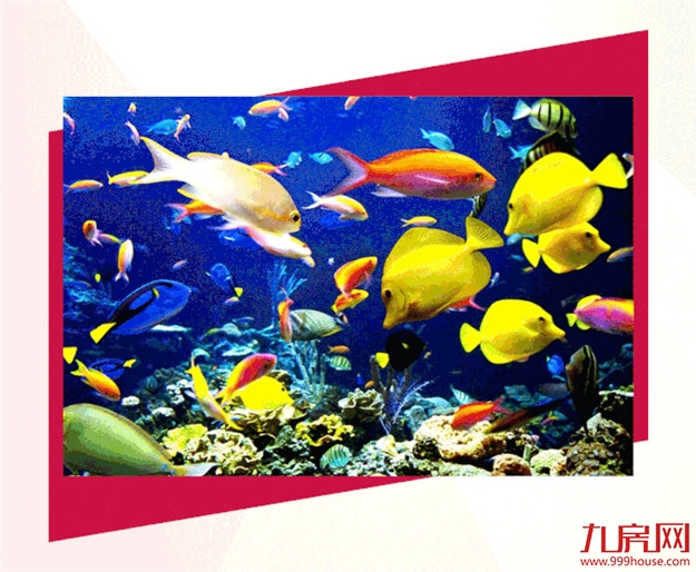 金丘紫金城：国际海洋海狮公益表演巡回展震撼来袭！——九房网