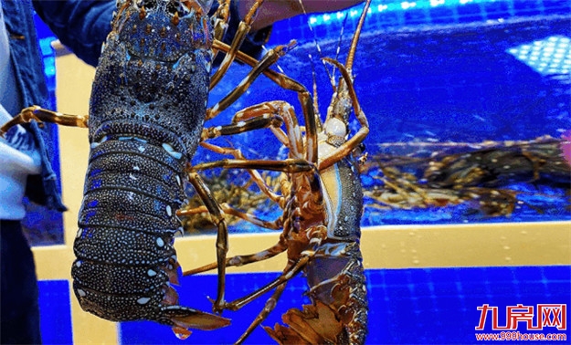 国庆节，zui有趣的潮玩地在哪里？点开，答案快速get！——九房网